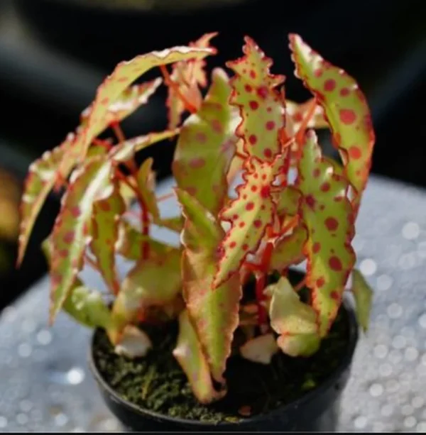 Begonia Amphioxus Houseplant - Live Starter Plant - 2.5" Pot - Rare Indoor Variety