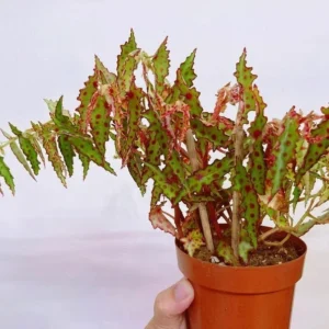 Begonia Amphioxus Houseplant - Live Starter Plant - 2.5
