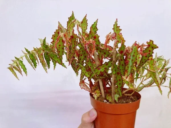 Begonia Amphioxus Houseplant - Live Starter Plant - 2.5" Pot - Rare Indoor Variety