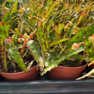 Begonia Amphioxus Houseplant - Live Starter Plant - 2.5