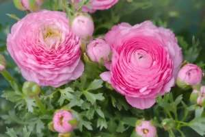 trending flowers and plants