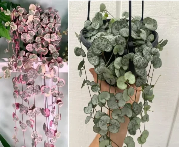 String of Hearts Plant: Pink Variegated & Silver Live House Plants in Pot Gift