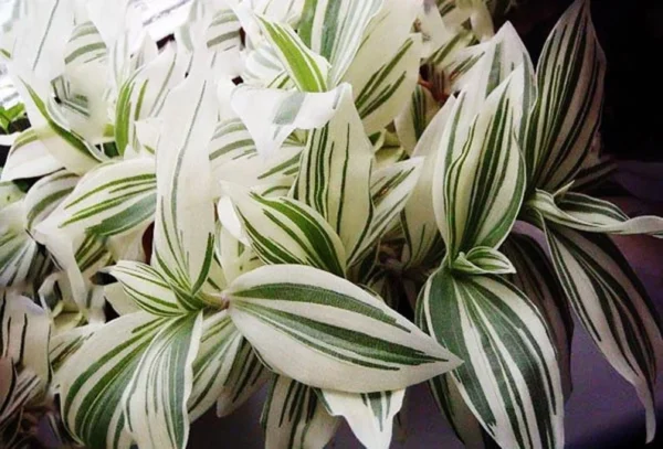 Tradescantia Stripe Albiflora Variegata Houseplant - 2.5 x 4 in Potted Indoor Plant