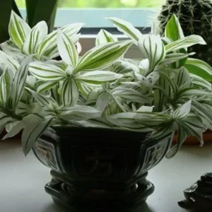 Tradescantia Stripe Albiflora Variegata Houseplant - 2.5 x 4 in Potted Indoor Plant