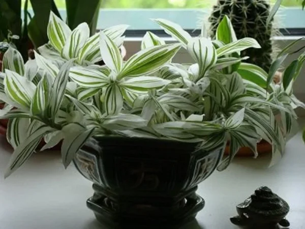 Tradescantia Stripe Albiflora Variegata Houseplant - 2.5 x 4 in Potted Indoor Plant