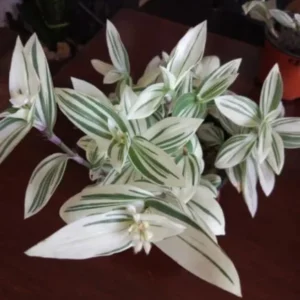 Tradescantia Stripe Albiflora Variegata Houseplant - 2.5 x 4 in Potted Indoor Plant