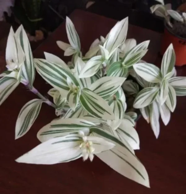 Tradescantia Stripe Albiflora Variegata Houseplant - 2.5 x 4 in Potted Indoor Plant