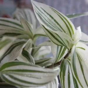Tradescantia Stripe Albiflora Variegata Houseplant - 2.5 x 4 in Potted Indoor Plant