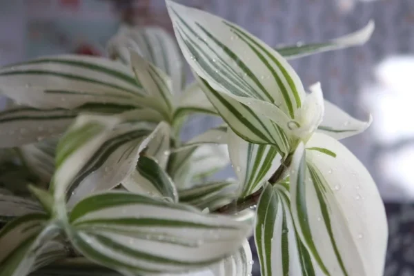 Tradescantia Stripe Albiflora Variegata Houseplant - 2.5 x 4 in Potted Indoor Plant