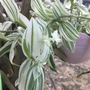 Tradescantia Stripe Albiflora Variegata Houseplant - 2.5 x 4 in Potted Indoor Plant