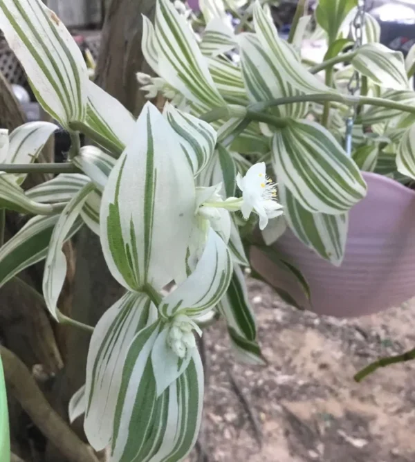 Tradescantia Stripe Albiflora Variegata Houseplant - 2.5 x 4 in Potted Indoor Plant