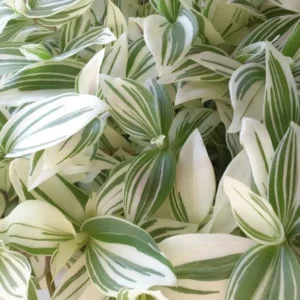 Tradescantia Stripe Albiflora Variegata Houseplant - 2.5 x 4 in Potted Indoor Plant