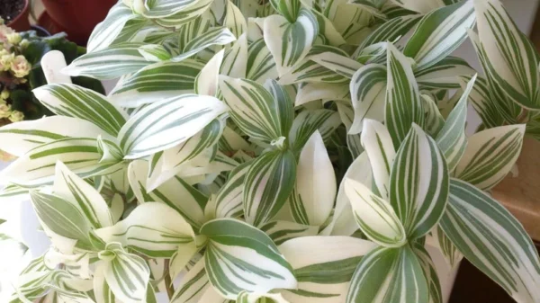 Tradescantia Stripe Albiflora Variegata Houseplant - 2.5 x 4 in Potted Indoor Plant