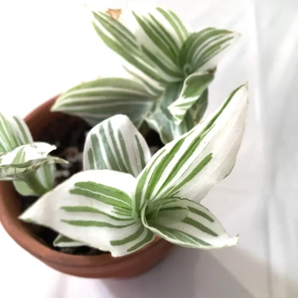 Tradescantia Stripe Albiflora Variegata Houseplant - 2.5 x 4 in Potted Indoor Plant