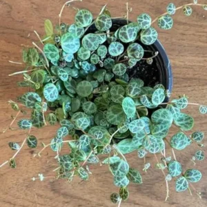 Variegated String of Turtles Plant - Rare Live Houseplant in Pot