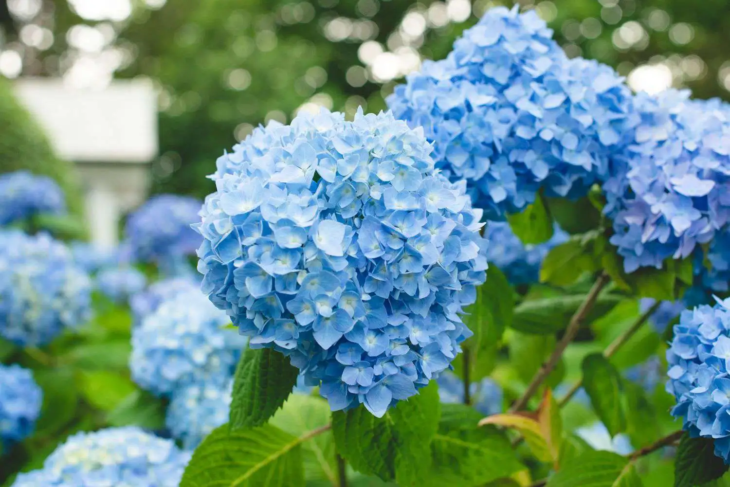 best flowers plants