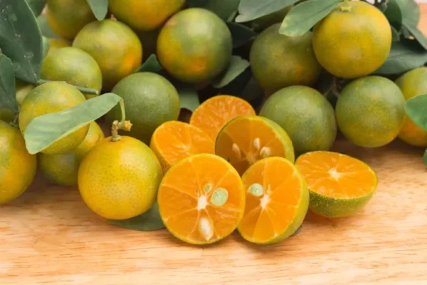 Calamondin Tree Grafted - 3-4 Feet Tall Citrus Tree - Buy Now