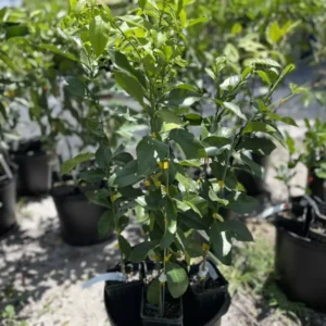 HARVEY LEMON TREE (GRAFTED) - 3 Feet Tall - Fruit Tree - Green