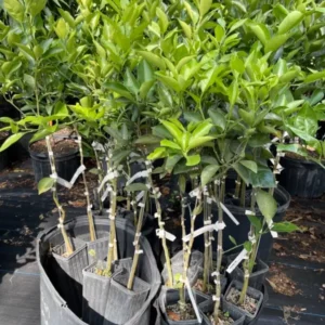 Hamlin Orange Tree Grafted - 3-4 Feet Tall - Healthy Citrus Tree