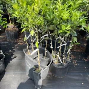 Hamlin Orange Tree Grafted - 3-4 Feet Tall - Healthy Citrus Tree